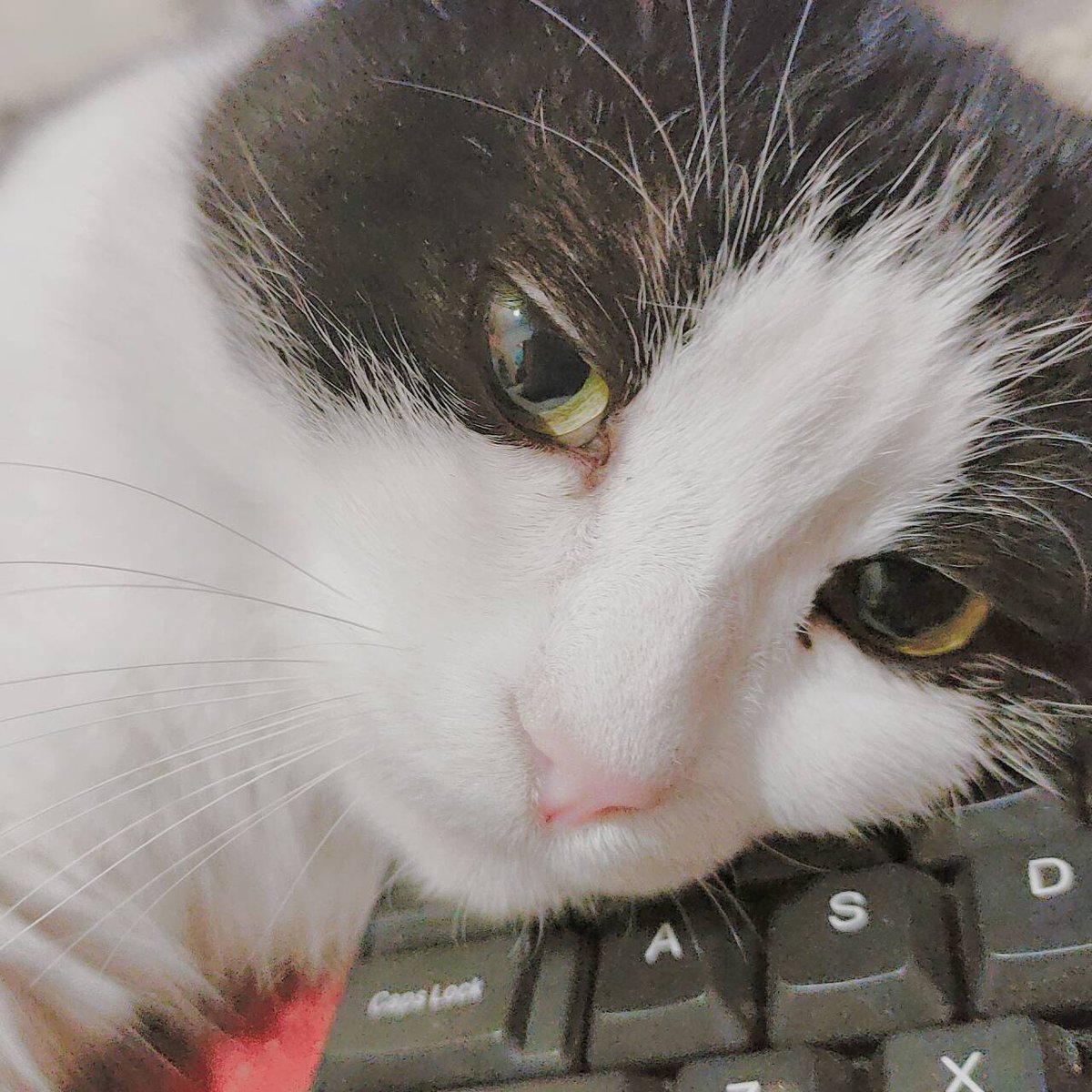 Anchor / Ikari⚓️Comms Open💜 tweet media