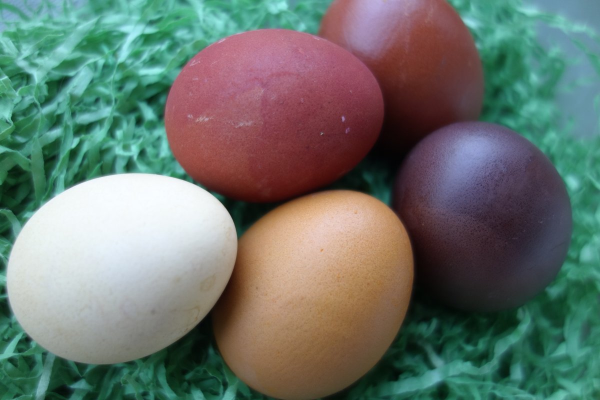 BarbaraRottm's tweet photo. #easter #Ostern2026 
🐰🐣🐔🪻🌷🪺 https://t.co/zwNgzLdj3F