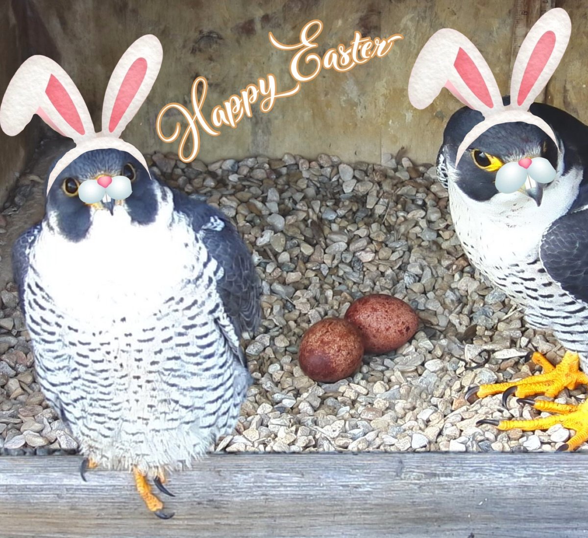 Rfalconcam's tweet image. Easter Greetings From Rochester Falcon Watcher Dana!
#roc #peregrine #falcon