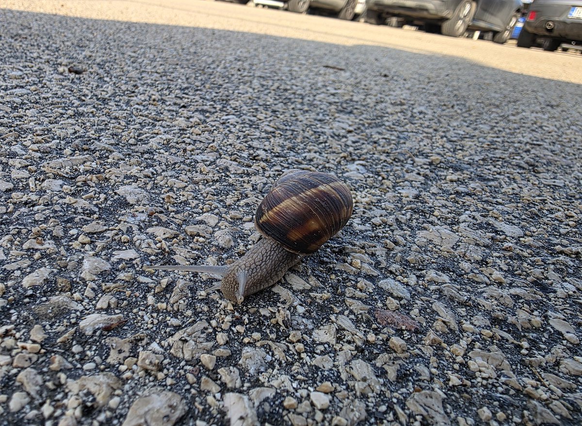 harputlu tweet media