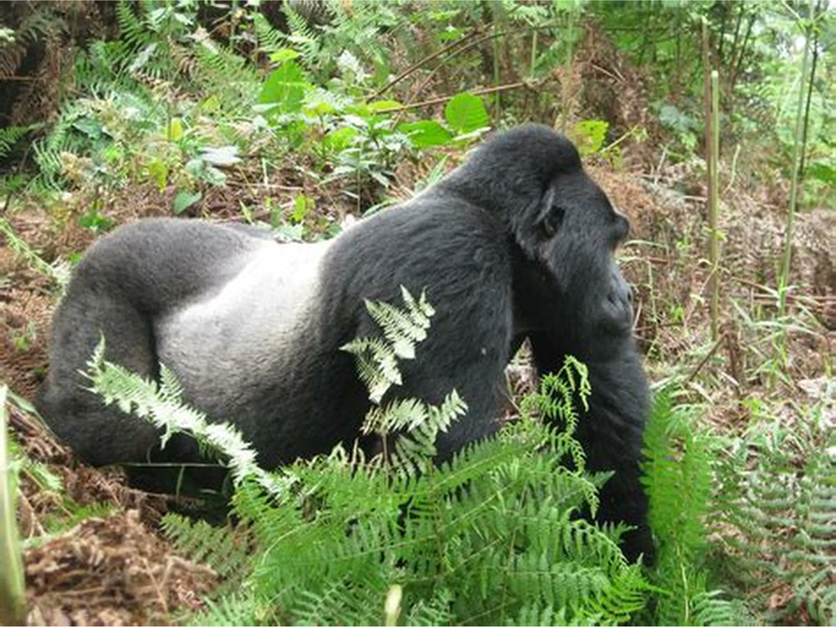 berengeitours's tweet photo. This is the head of the mountain gorilla family. What's its name? https://t.co/BFRxboxS4f