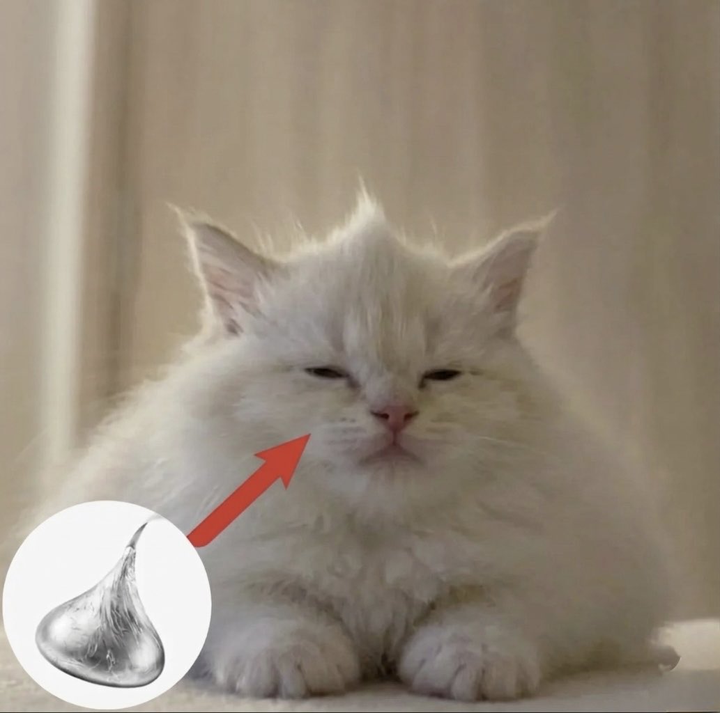 cat memes tweet media