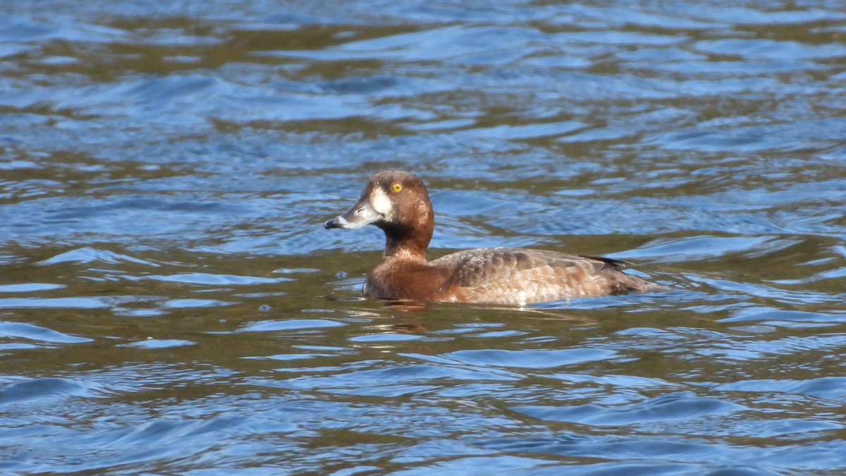 BRStretch's tweet image. An interesting immature female aythya at Dudmaston Estate NT on the Big Pool #Shropshire this afternoon.

Superficially resembling a Greater Scaup its overall bulk and size seems to be lacking for this species as well as the possibly suspect bill pattern 🤔

@sosbirding