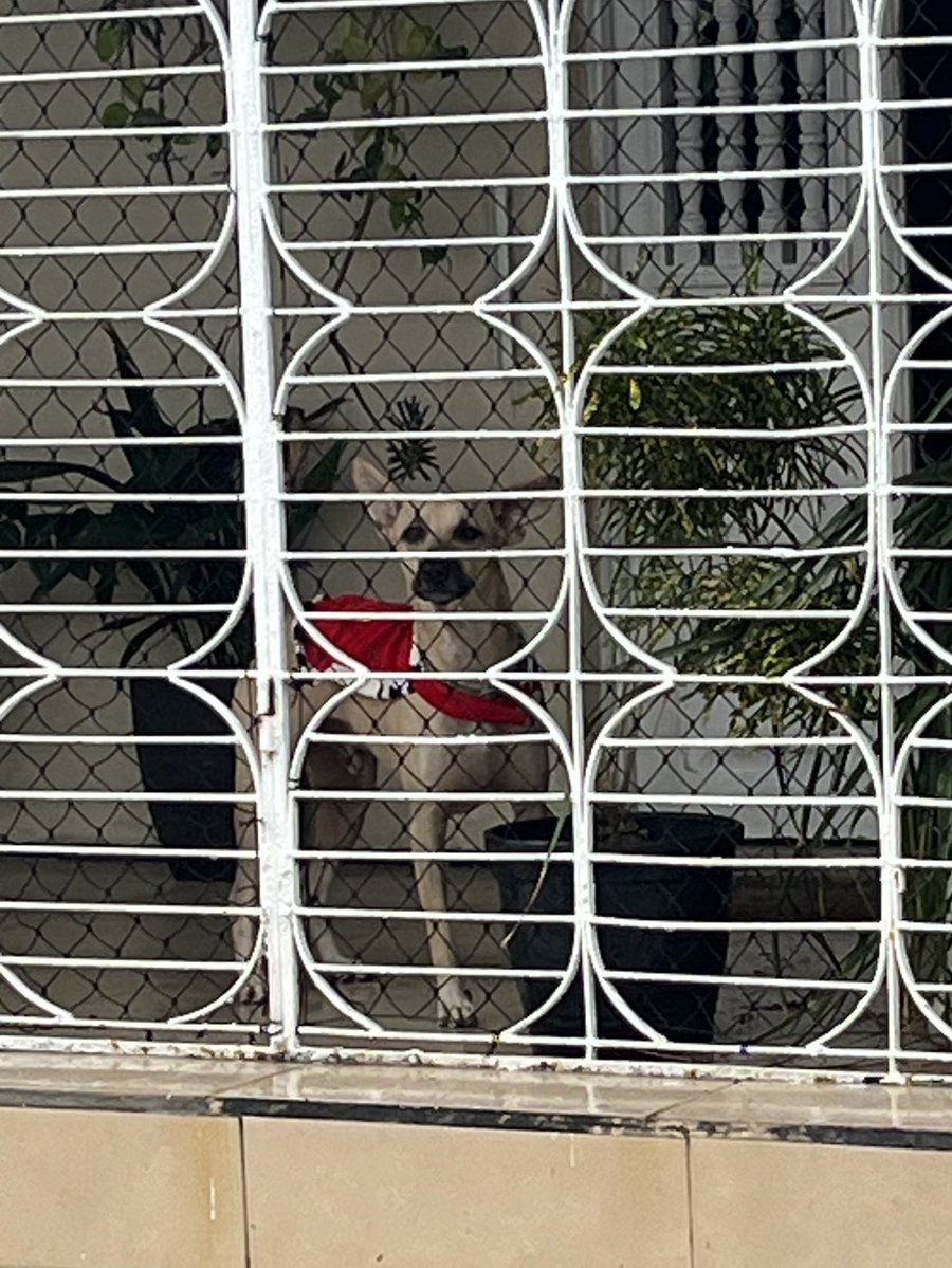 Raul Carneiro tweet media