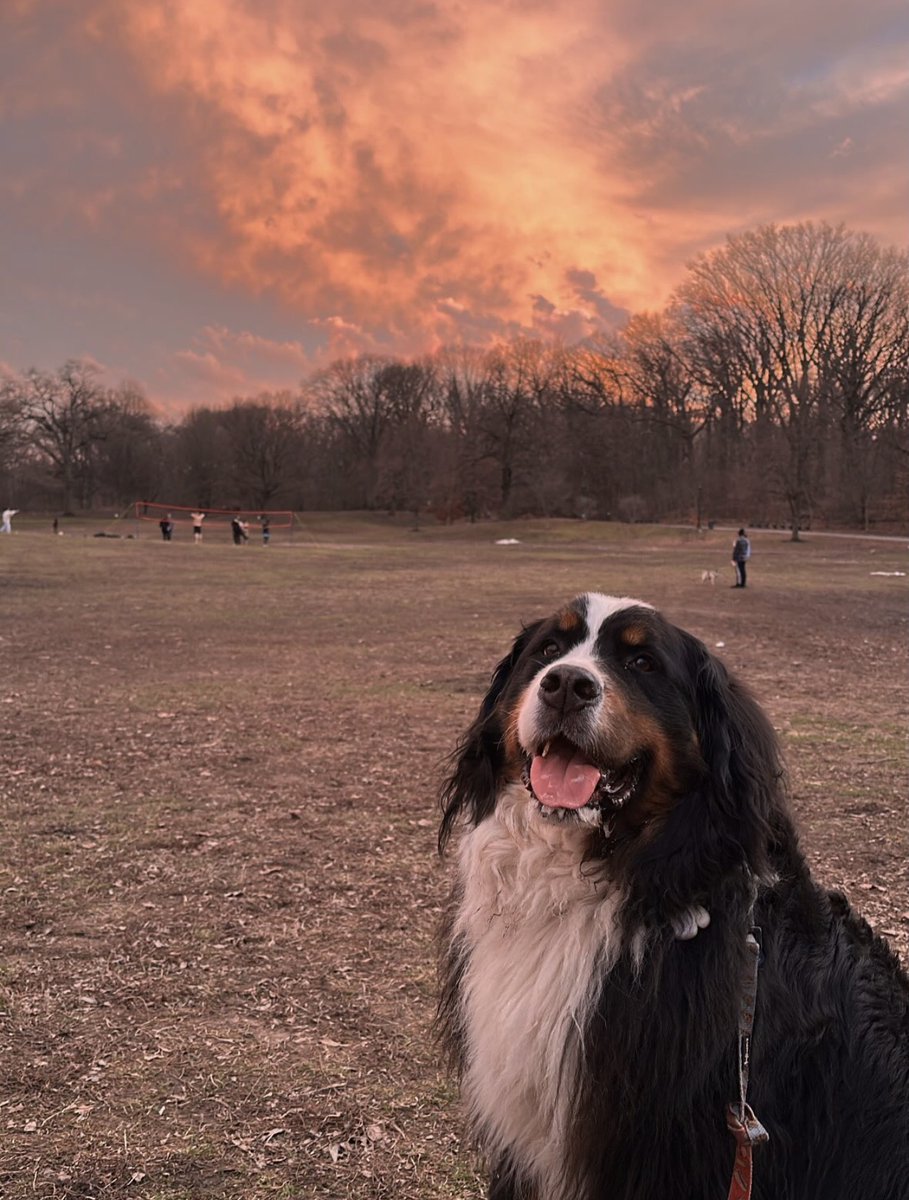 Prospect Park tweet media