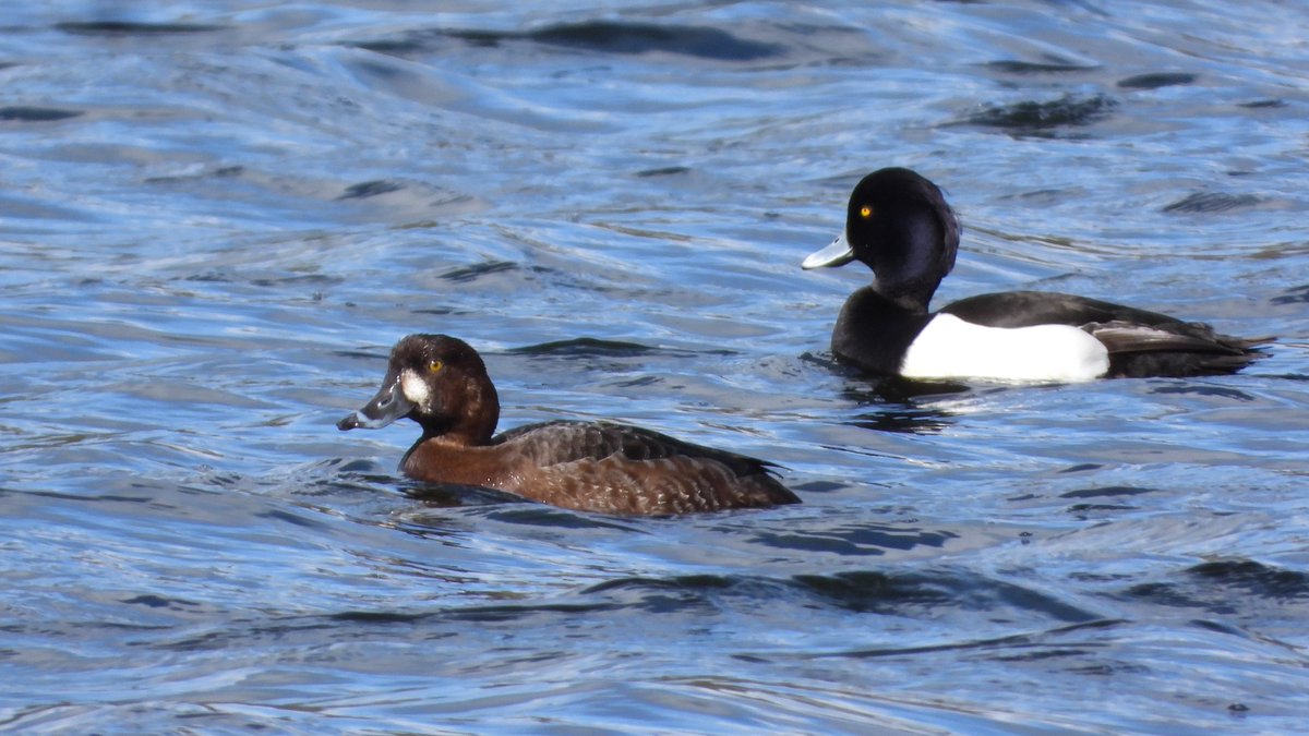 BRStretch's tweet image. An interesting immature female aythya at Dudmaston Estate NT on the Big Pool #Shropshire this afternoon.

Superficially resembling a Greater Scaup its overall bulk and size seems to be lacking for this species as well as the possibly suspect bill pattern 🤔

@sosbirding