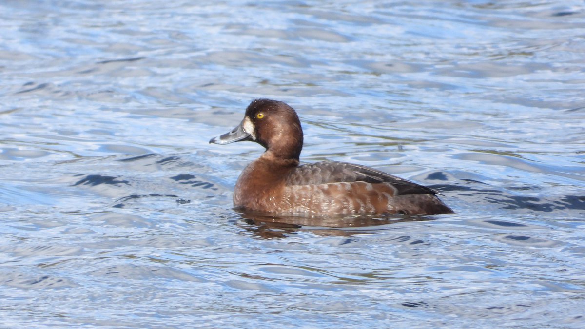 BRStretch's tweet image. An interesting immature female aythya at Dudmaston Estate NT on the Big Pool #Shropshire this afternoon.

Superficially resembling a Greater Scaup its overall bulk and size seems to be lacking for this species as well as the possibly suspect bill pattern 🤔

@sosbirding