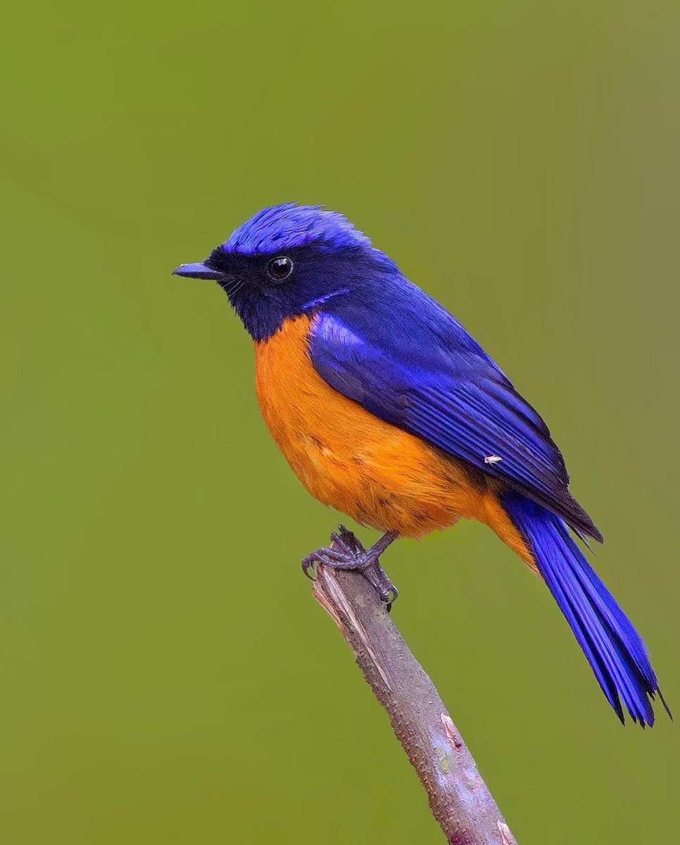 Birds1867312's tweet photo. https://t.co/t4JDWQSFt9