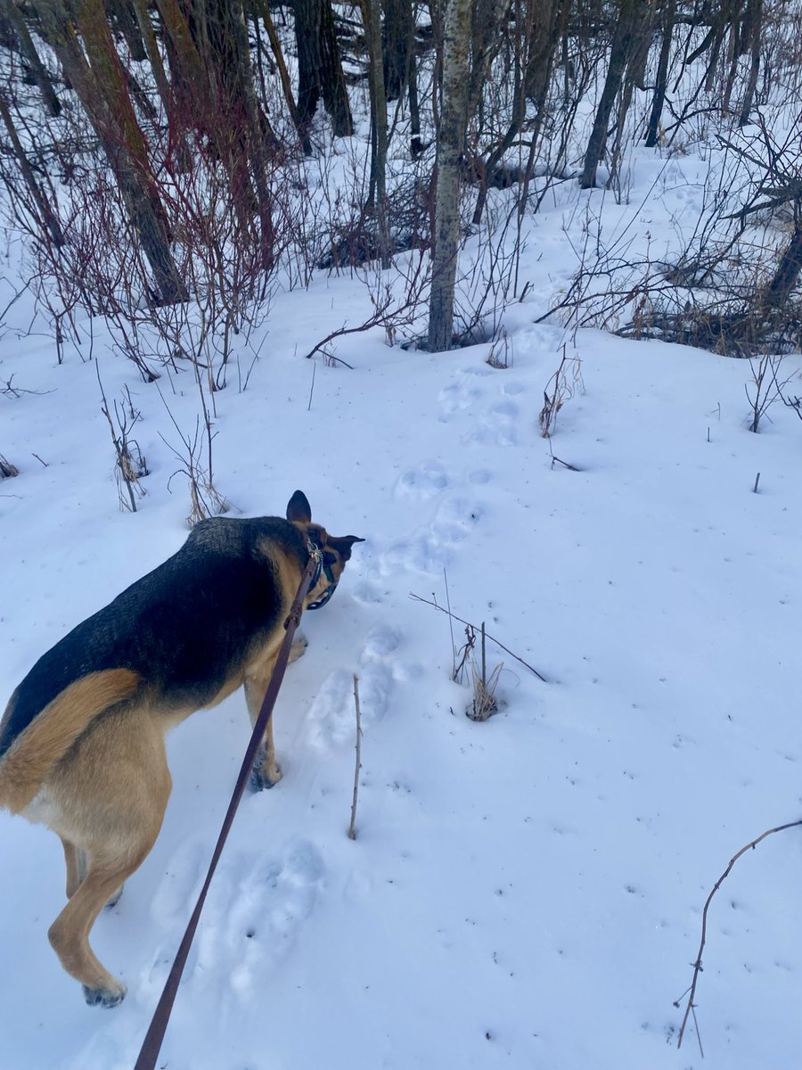 Detective Dug 🇨🇦 tweet media