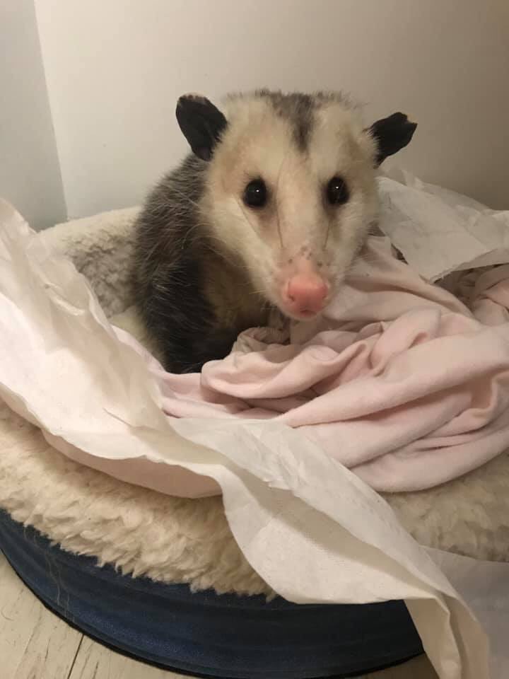 Possumeveryhour.io tweet media