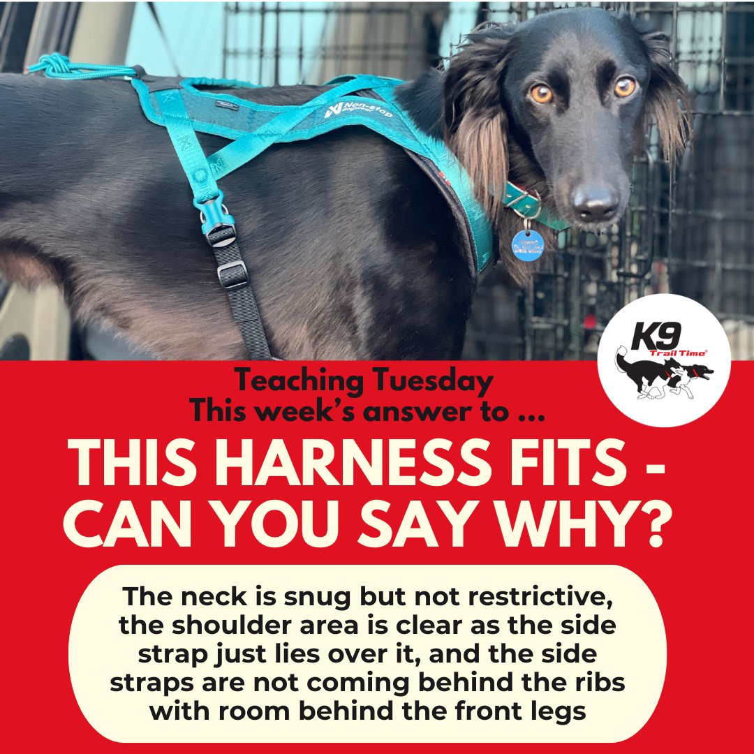 #studysunday

This is a Non-stop Rush harness, the neck is snug but doesn't restrict, the shoulder is free, the side straps are not behind the ribs &amp; there is space behind the front legs for movement - did you think this too?

#k9trailtime #harnessfit #dogharness #learnwithus