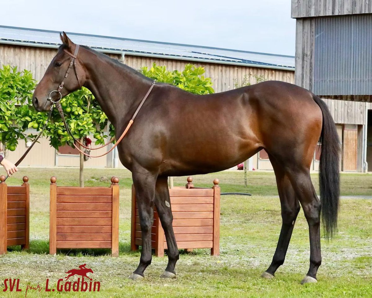 Ludovic Gadbin tweet media