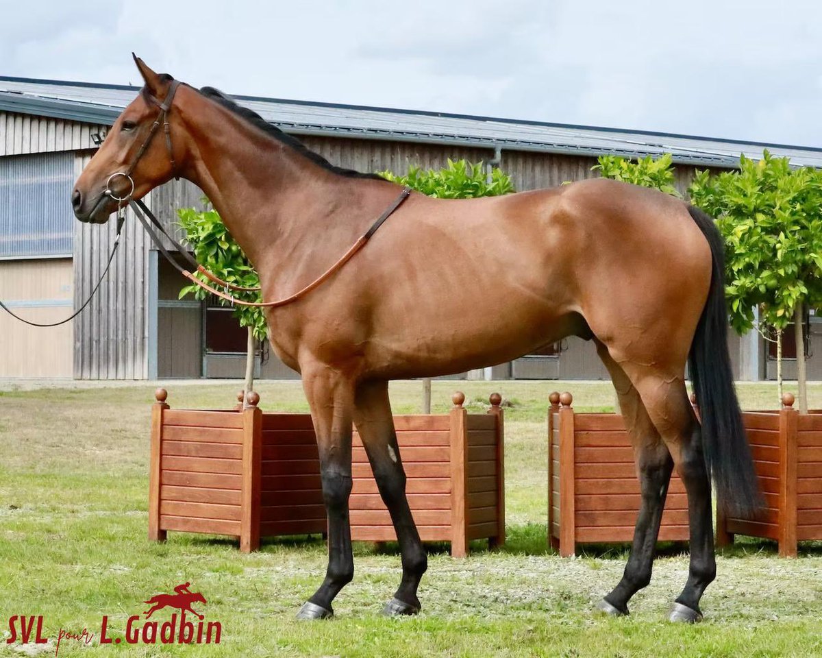 Ludovic Gadbin tweet media