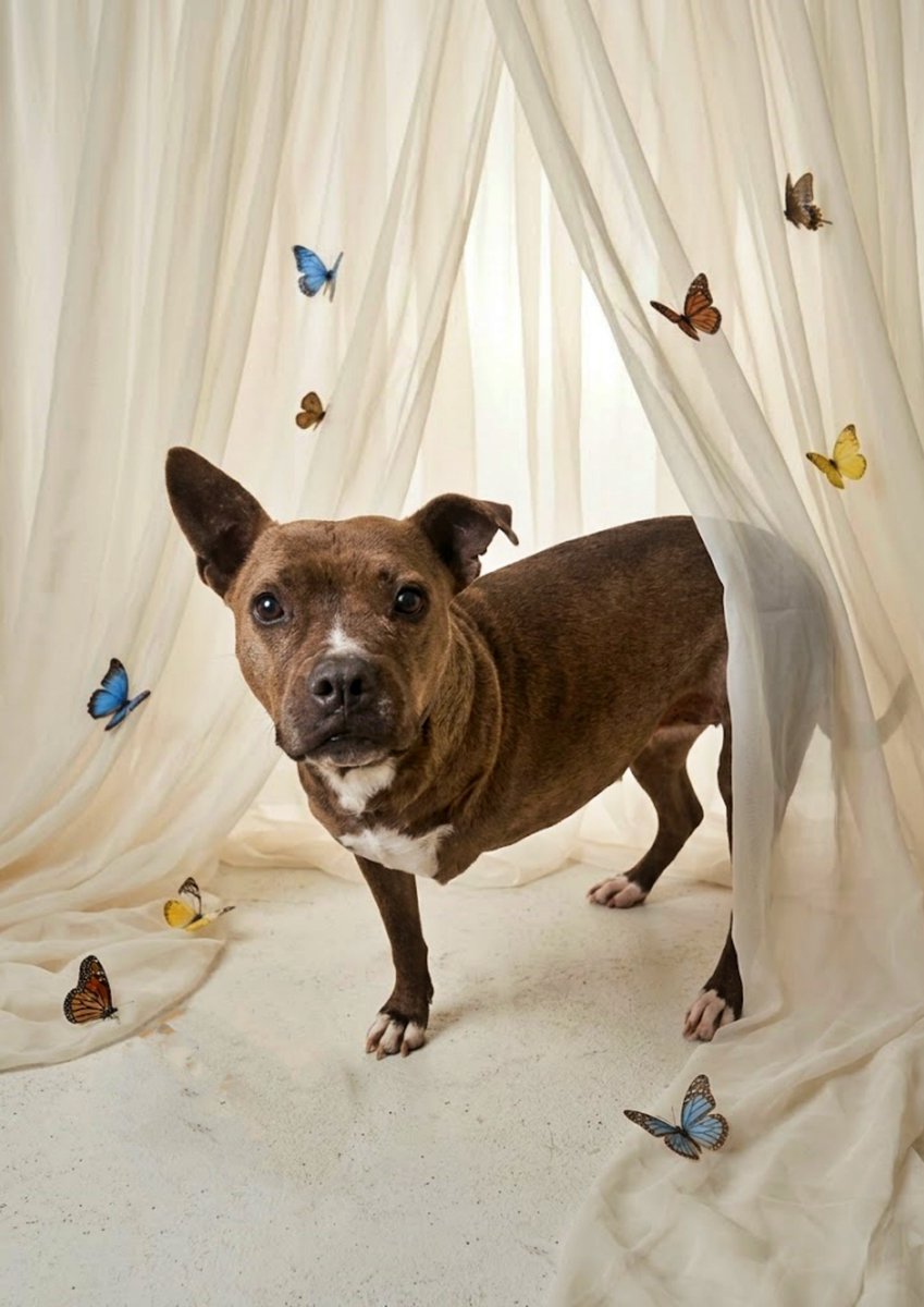 SOS Abuelos tweet media