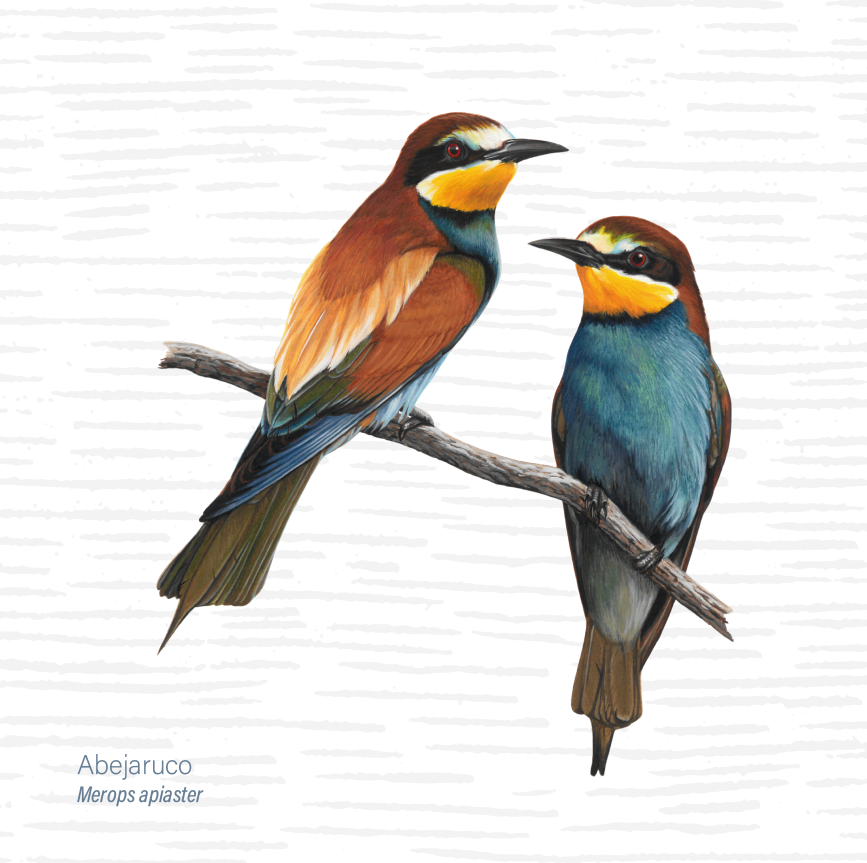 oapngob's tweet photo. 📆Nuevo mes, nuevo padrino: el abejaruco🐦

Una de las aves más vistosas de nuestra fauna, fácil de reconocer por sus colores y por su inconfundible canto🎶

🐝Aunque consume otros insectos, su favorito es la abeja
🌍Y por estas fechas regresa a nuestro país!

🎨@retratosdefauna https://t.co/xQqEp0DZtp