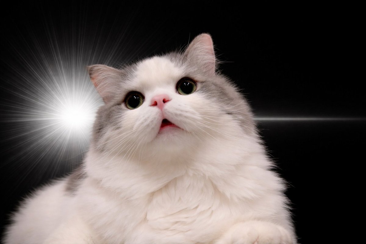 サイベリアン(でっかい３歳♂)(ちっこい４歳♀) tweet media