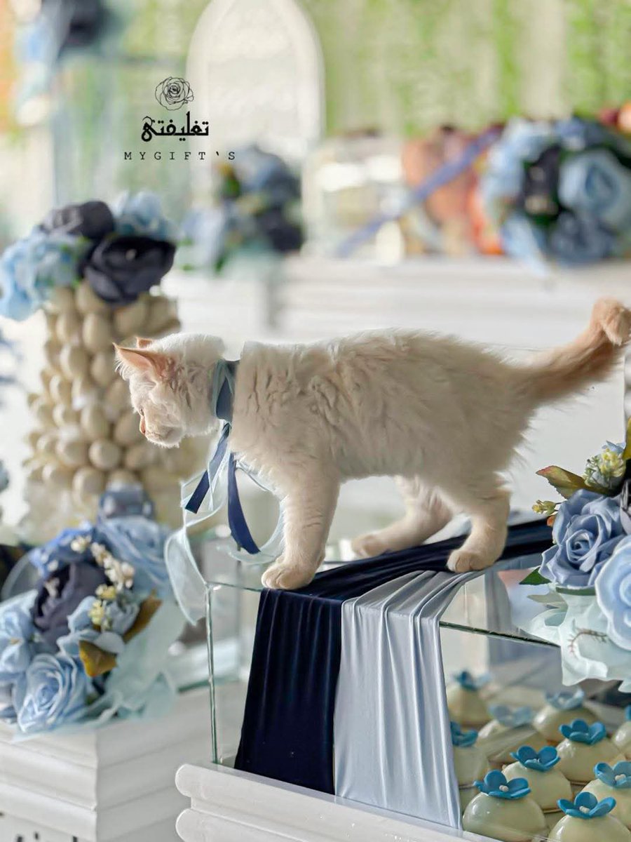 ليبيا حُسَين tweet media