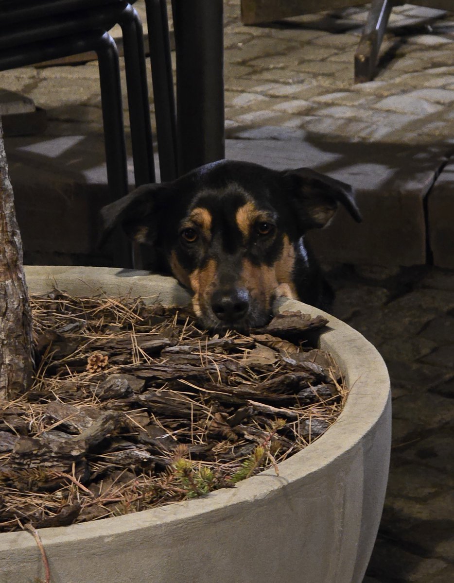 Richard Woodruff 🇺🇦 tweet media