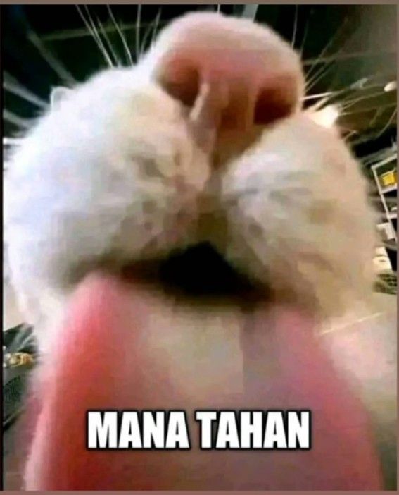MSBY (penyanyi not pelawak) tweet media