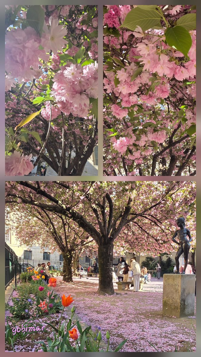 Bigot44408011's tweet image. #Paradis rose 🌸🌸
#Paris 🩷🩷