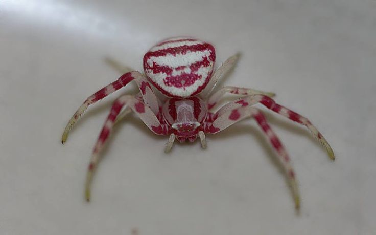 hawa ï๑ tweet media