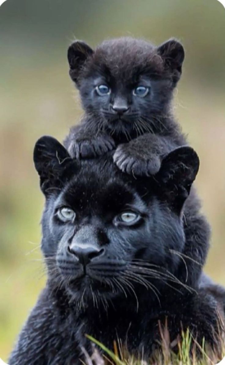 A N I M A L S tweet media