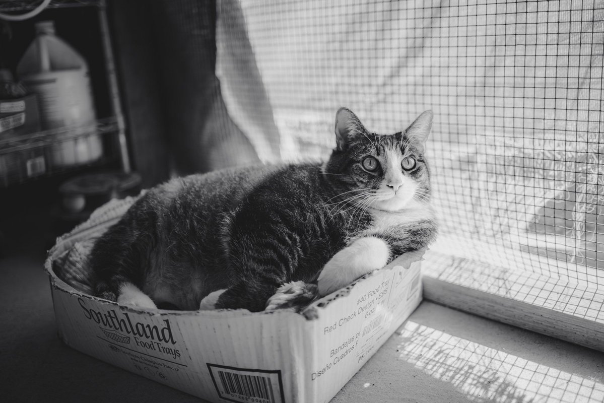 Whiskers 'N' Wishes Sanctuary tweet media