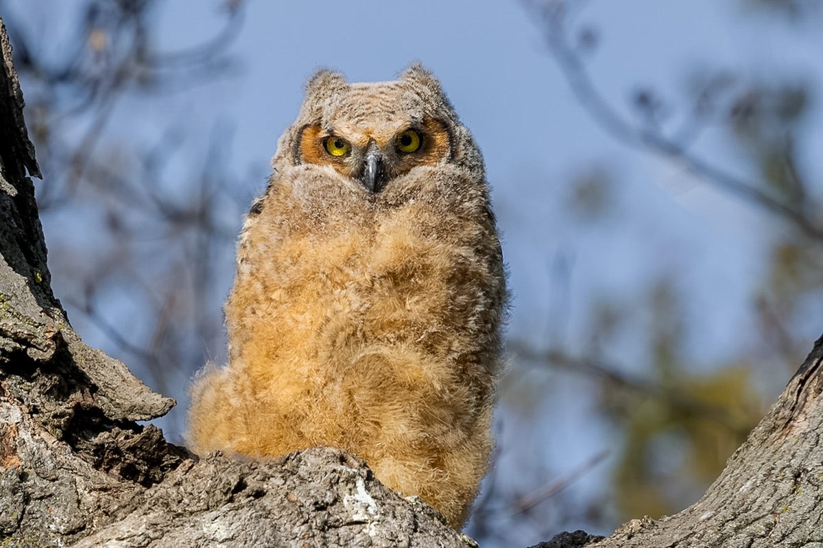 ValerieBlock's tweet image. And then there was one: Great horned owlet - the last of 3 still at the nest. Saw parent and a fledgling nearby. More pics to come #birding #owls #wildlife #canonphotography