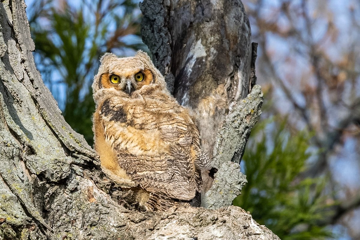 ValerieBlock's tweet image. And then there was one: Great horned owlet - the last of 3 still at the nest. Saw parent and a fledgling nearby. More pics to come #birding #owls #wildlife #canonphotography