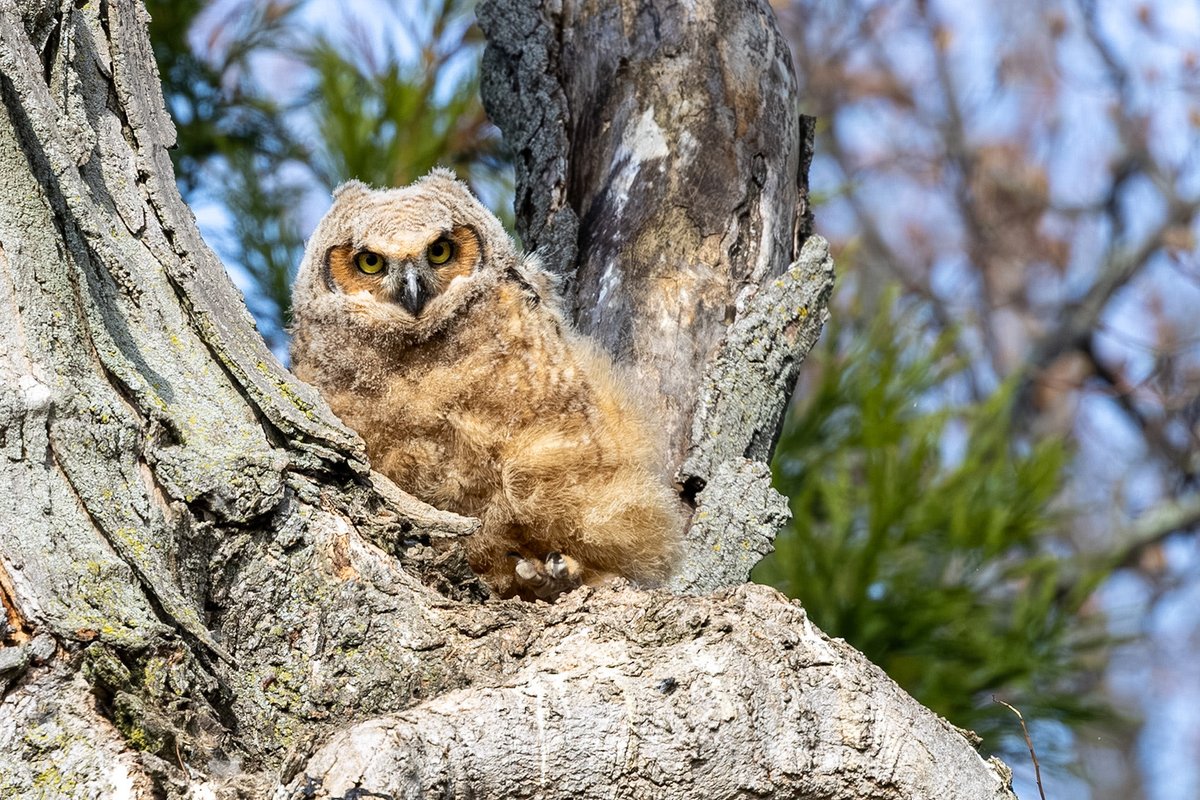 ValerieBlock's tweet image. And then there was one: Great horned owlet - the last of 3 still at the nest. Saw parent and a fledgling nearby. More pics to come #birding #owls #wildlife #canonphotography