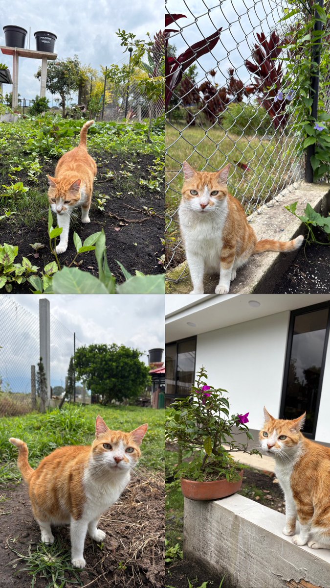 Mi gato libre con la naturaleza es todo lo que está bien después de ser abusado y maltratado. 

❤️‍🩹🐱