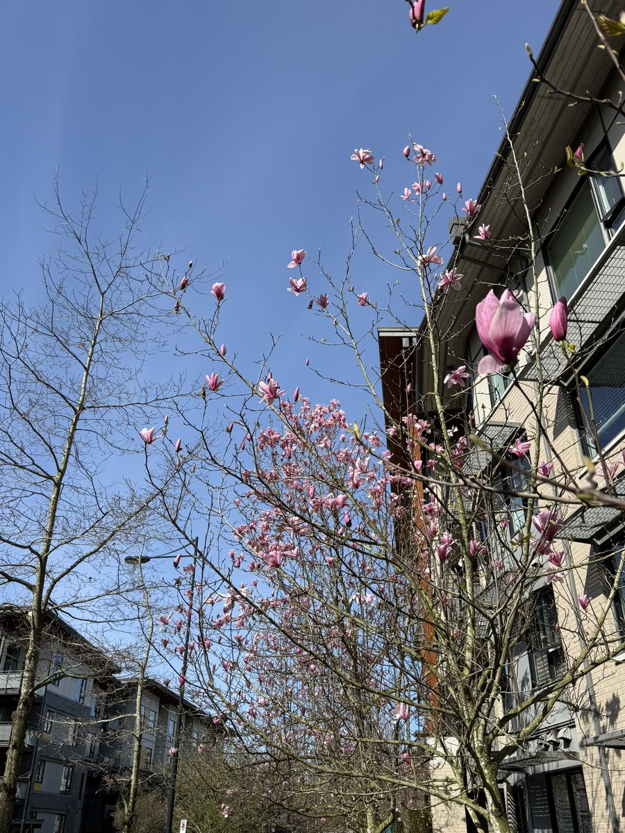 バンクーバー現地情報🇨🇦 tweet media