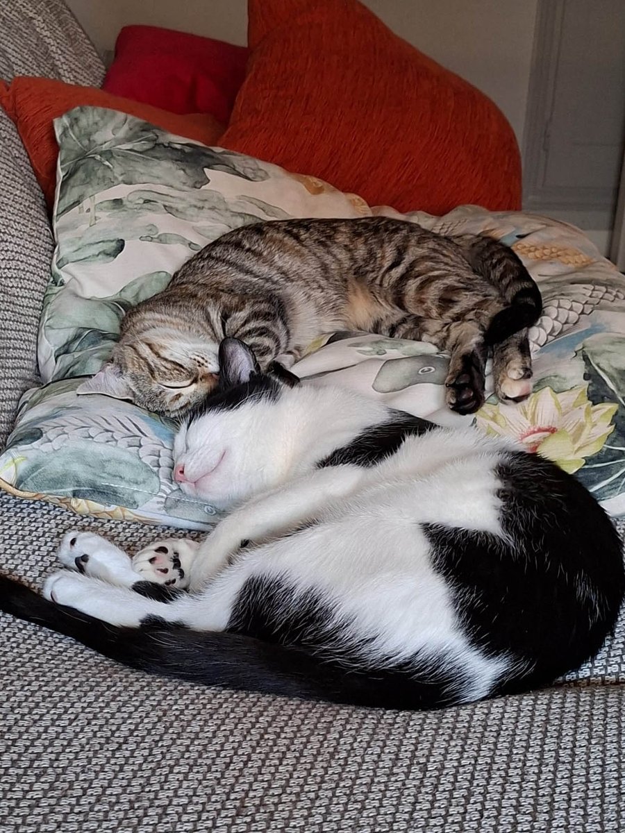 Cortaolateral 👍 tweet media