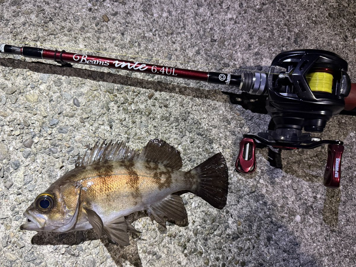 TkzBouzu's tweet image. 進学直前の娘と淡路島ライトロック釣り大会🎣

エサの娘はガシラ2匹とメバル1匹

ルアーの父はガシラ20cmとメバル25cm、24cm…

サイズでなんとか勝利😮‍💨

進学しても頑張れ💪
#Fishman
#ビームスインテ64UL