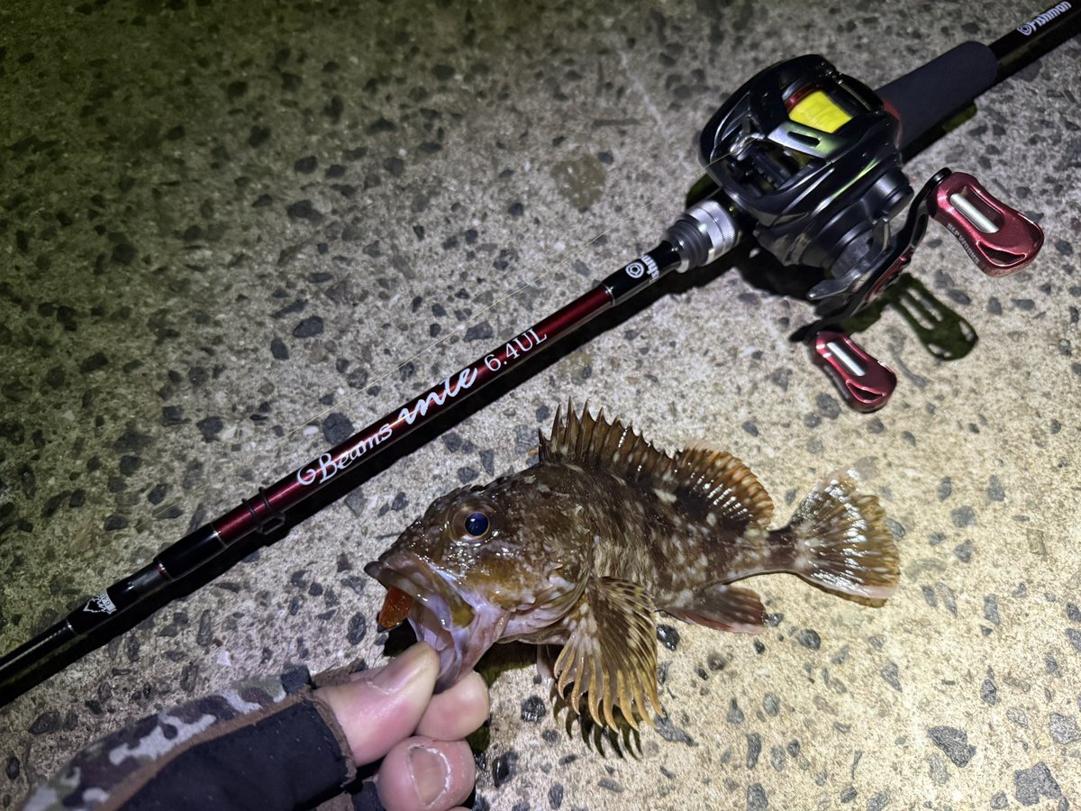 TkzBouzu's tweet image. 進学直前の娘と淡路島ライトロック釣り大会🎣

エサの娘はガシラ2匹とメバル1匹

ルアーの父はガシラ20cmとメバル25cm、24cm…

サイズでなんとか勝利😮‍💨

進学しても頑張れ💪
#Fishman
#ビームスインテ64UL