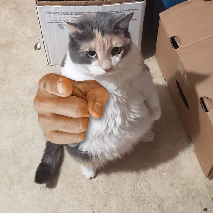 la rata roed tweet media