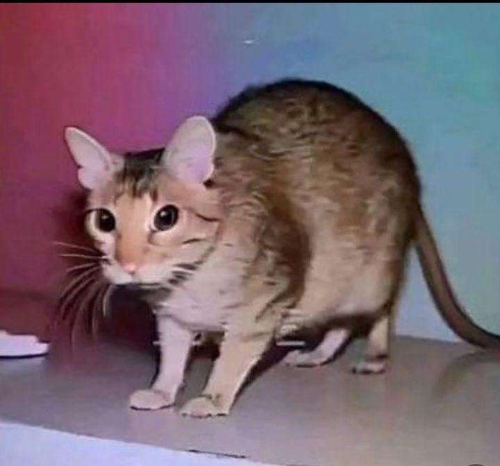 Profesor Thresh3 tweet media