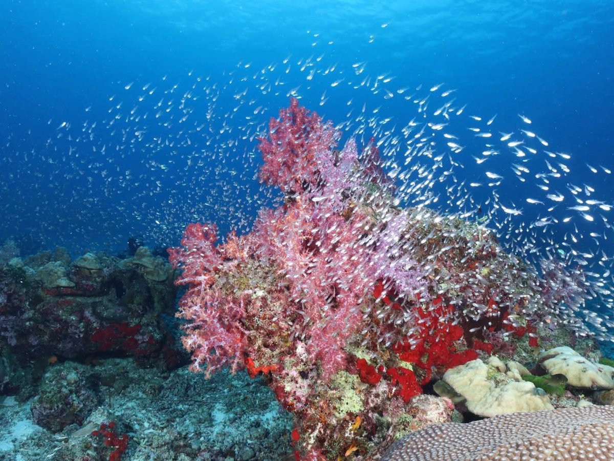 กรมอุทยานแห่งชาติ สัตว์ป่า และพันธุ์พืช tweet media