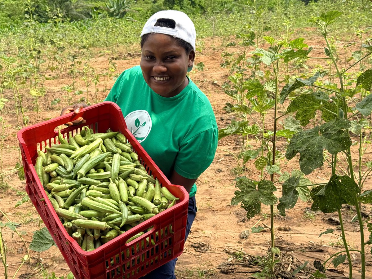 The Ghanaian Farmer tweet media