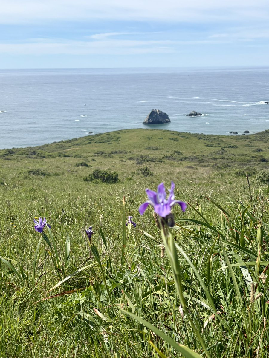 calicritters777's tweet image. Gorgeous Jenner Headlands! #nature #ocean #california