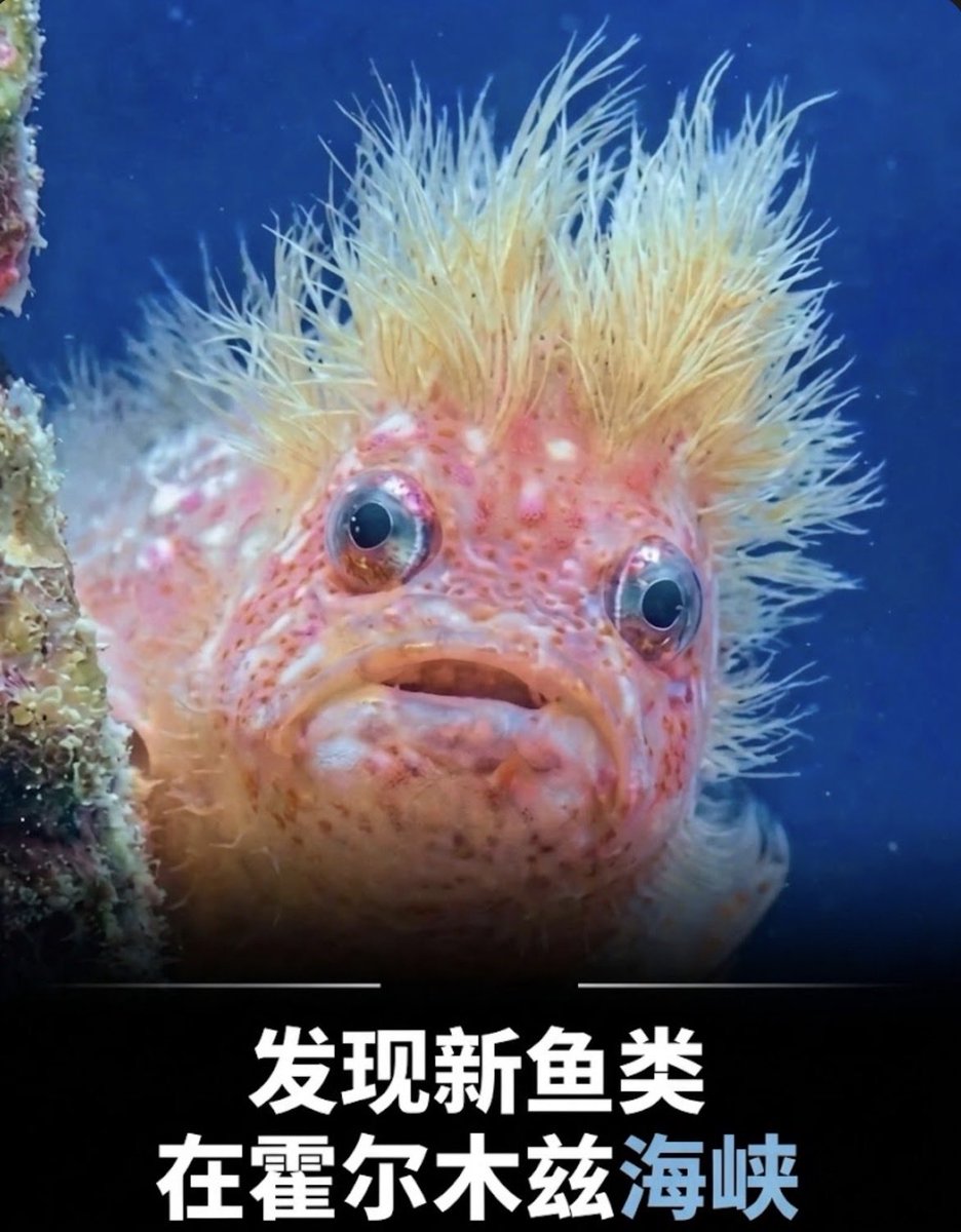 北美王路飞 tweet media