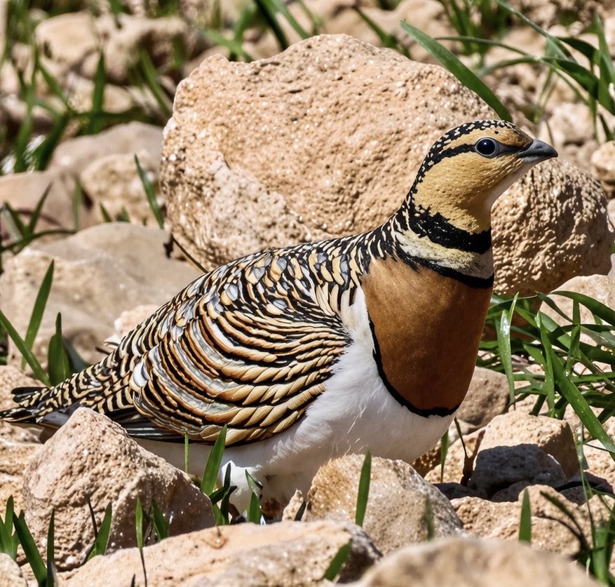mark@birdingpinoso tweet media