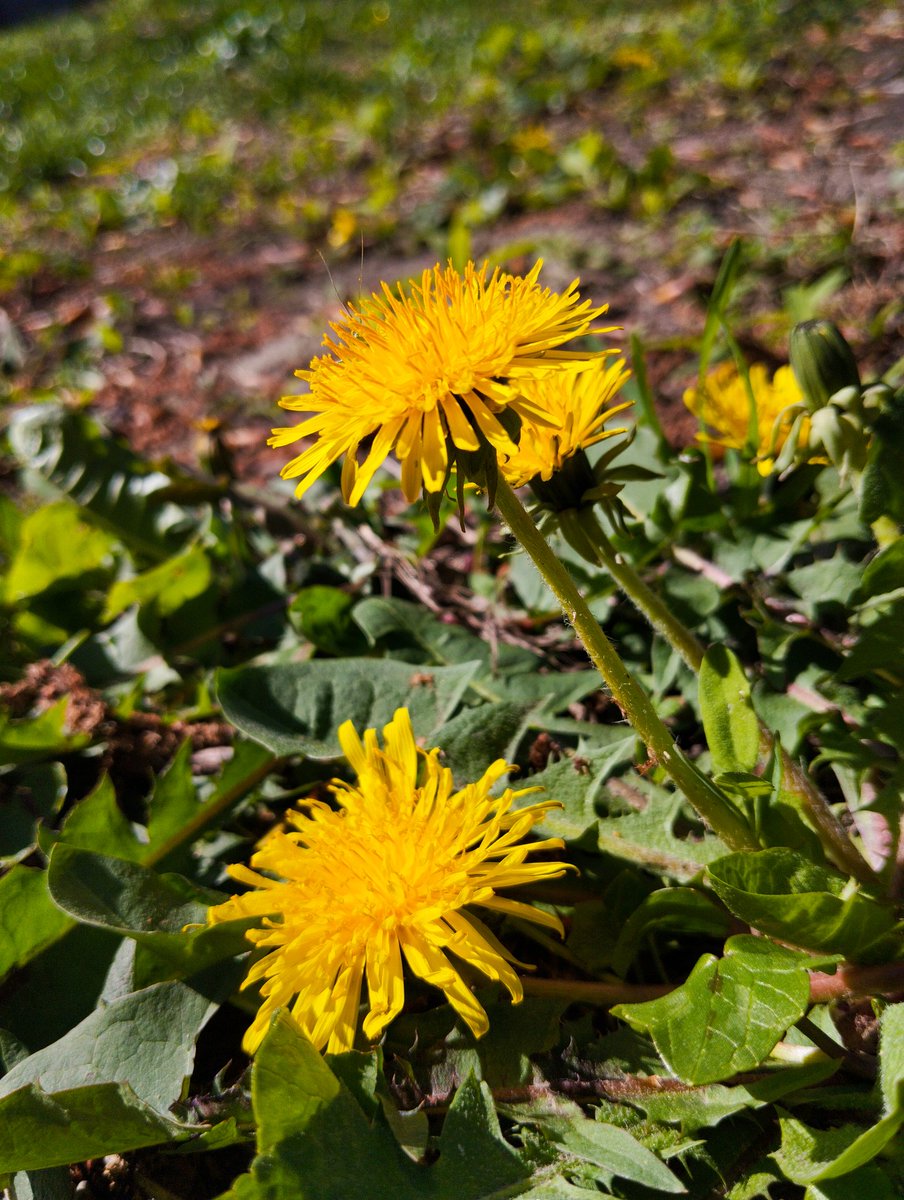 kimithepumpkin✨comms open✨ tweet media