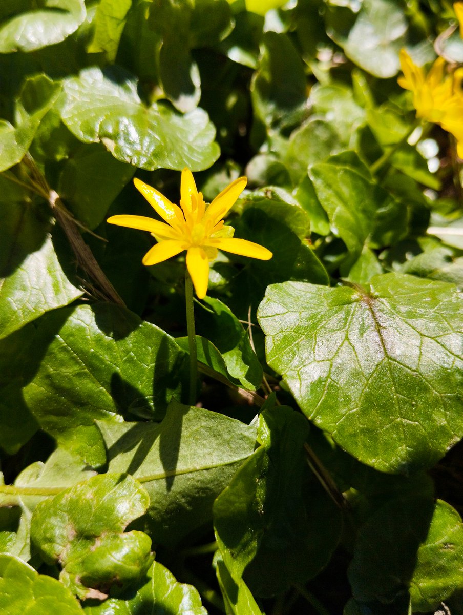 kimithepumpkin✨comms open✨ tweet media