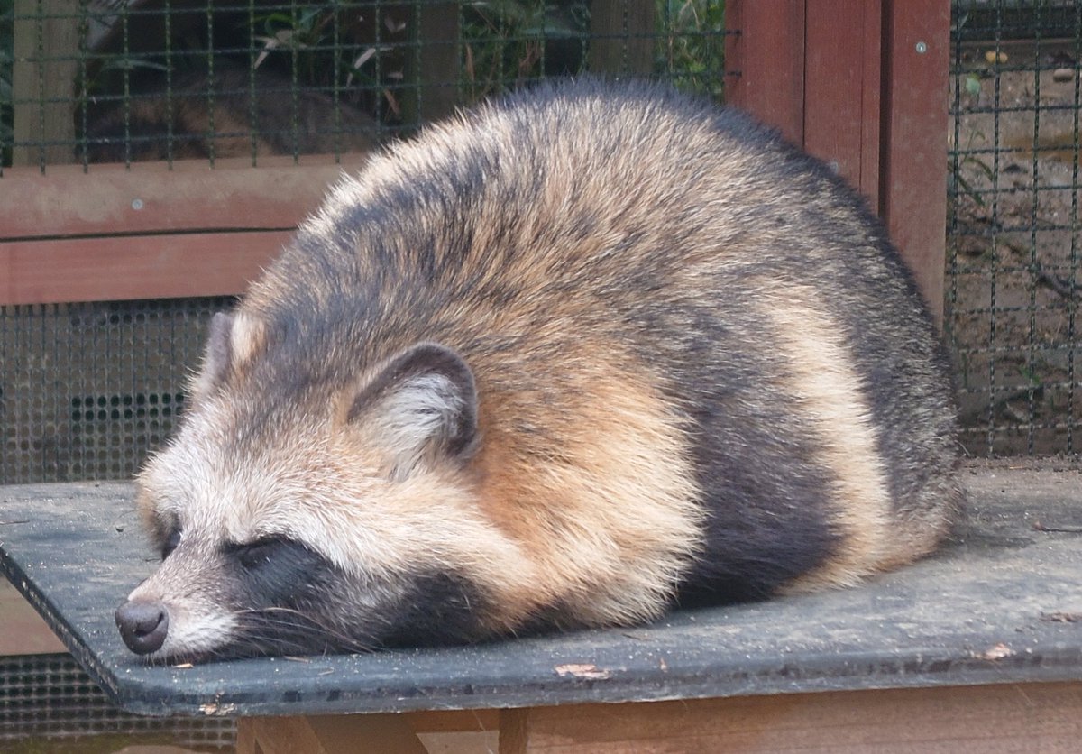長槻望@かちかち山 tweet media