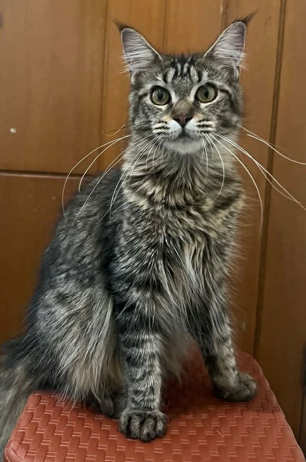 Sara Mary ⭐❤️ tweet media