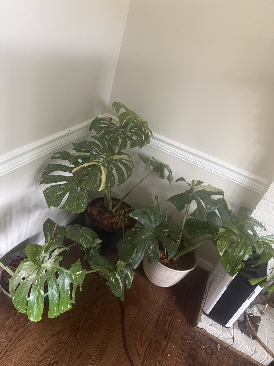 ShutUr_Face's tweet photo. And some Monstera’s https://t.co/GmtMdhVL0e