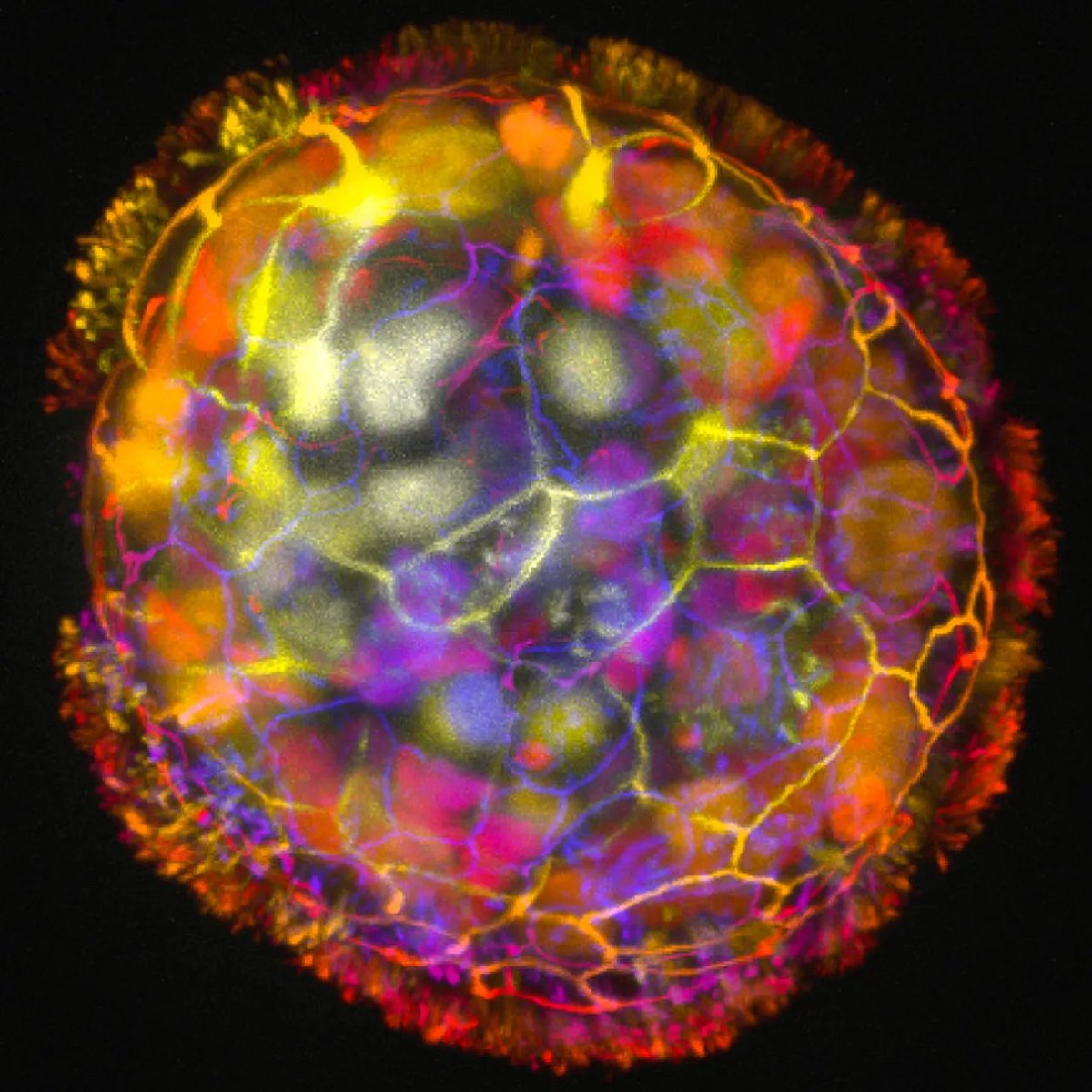 Kekius Maximus tweet media