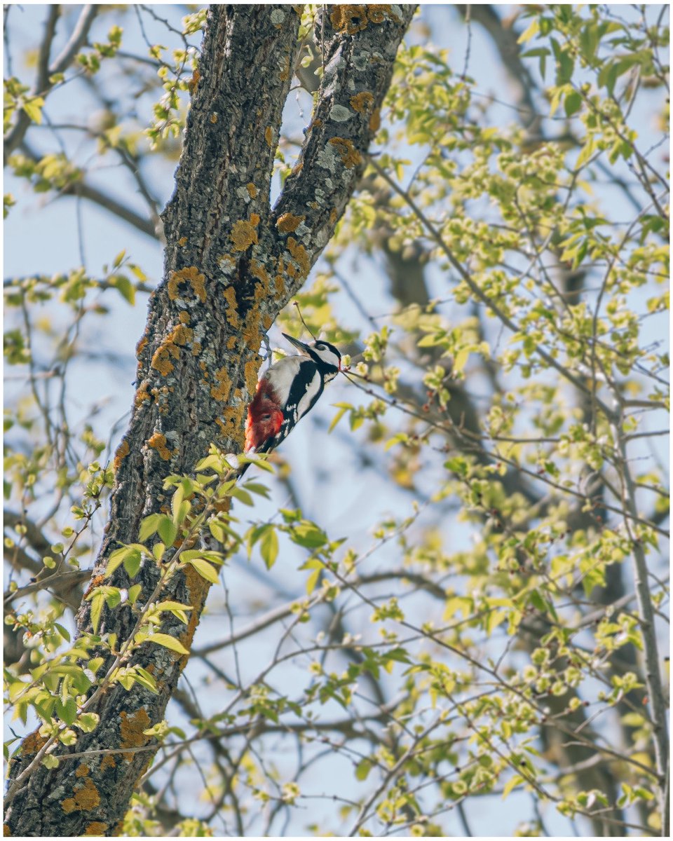 César Vallejo tweet media