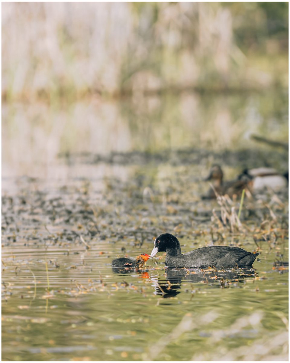 César Vallejo tweet media